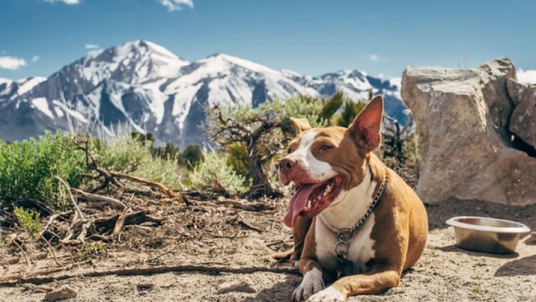 Why Is Pet Warehouse A Better Choice than Local Stores?