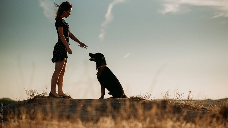 Protection Training Your Service Dog? Please Don't!