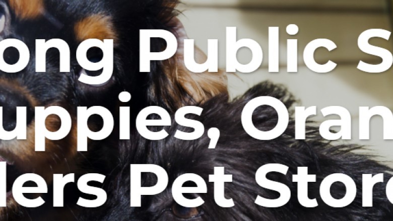 Orange County to Consider Pet Store Ban, But Ignores Complaints against Local Shelters