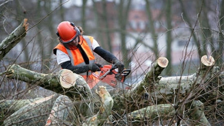 Tree Removal Pearl River - Acadian Tree Removal and Stump Service