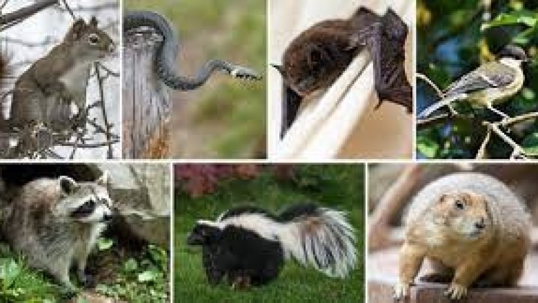 wildlife removal san antonio