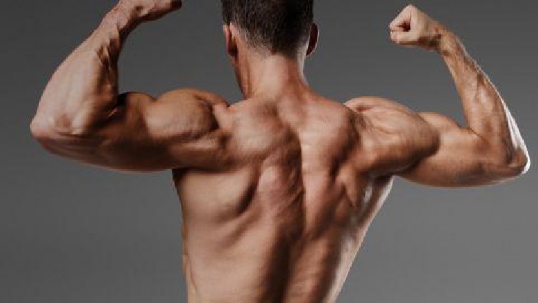increase muscle mass