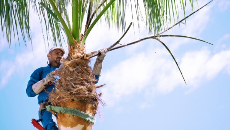 Pro Arbor Tree Strategies | Palm Pruning Adelaide