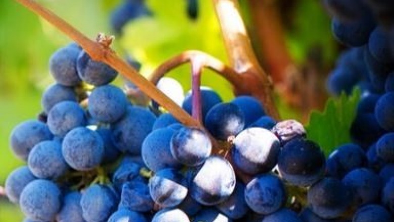 High-end wine tours