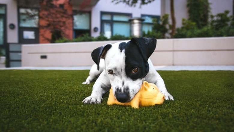 What Are the Best Pet Supplies Sydney That Any Pet Owner Should Acquire?