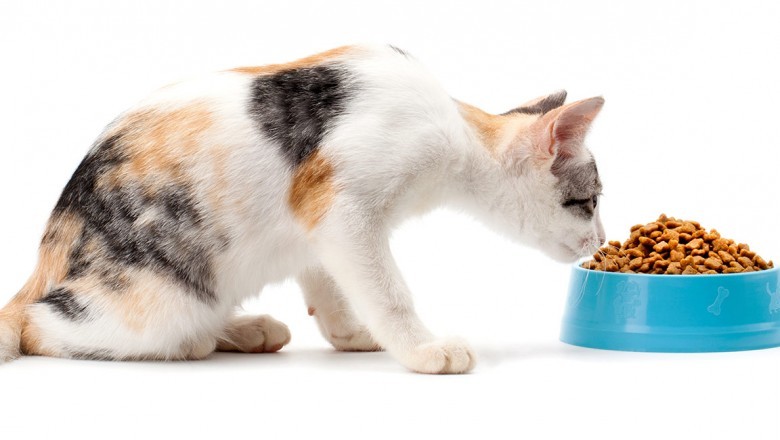 Demand for Cat Wet Food High In U.S Due To Increasing Number of Households That Owned Cats