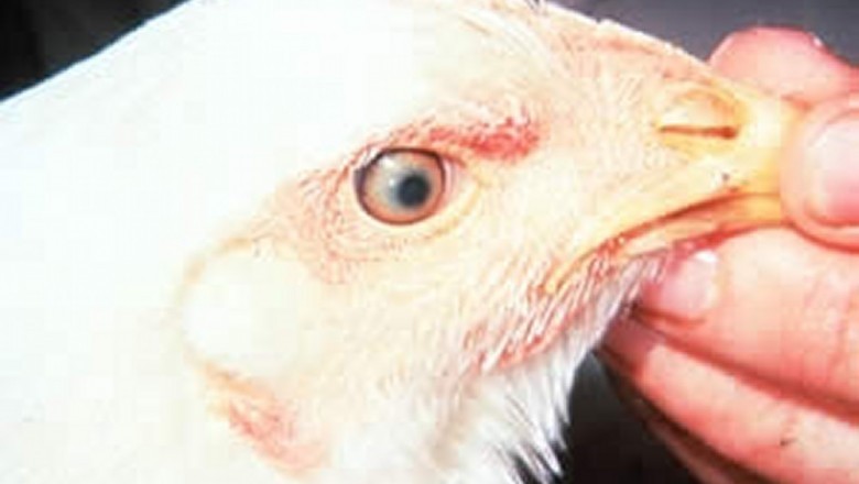 Marek's Disease can be efficiently prevented by vaccination, genetic resistance, and biosecurity if constant R&D activities in the field of veterinary science are conducted.