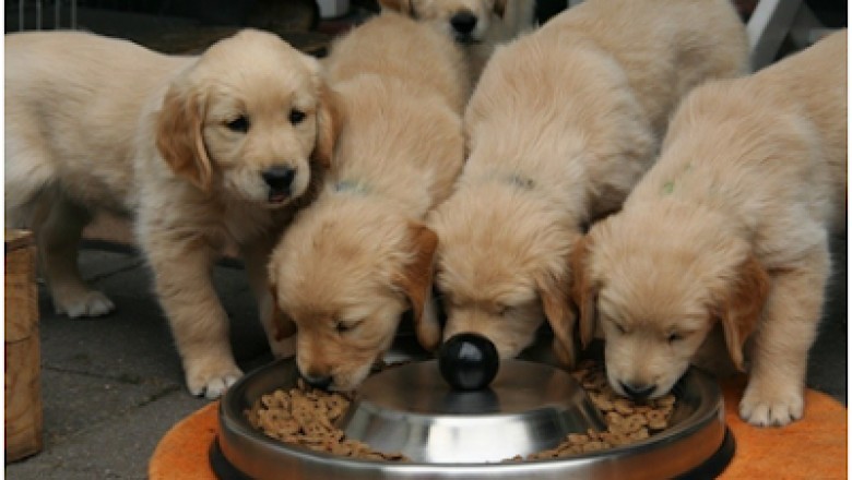 Best Dog Food For Active Dogs