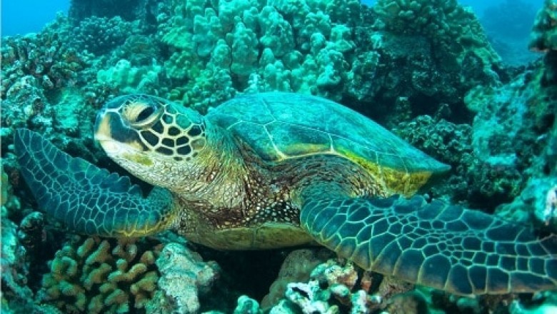 best turtle filter