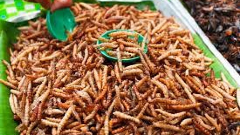 Edible Insects for Animal Feed Market : Information, Figures and Analytical Insights, 2021–2030