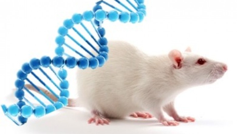 Animal Model Market Size, Share, Outlook, Trends, Forecast, Insights 2026