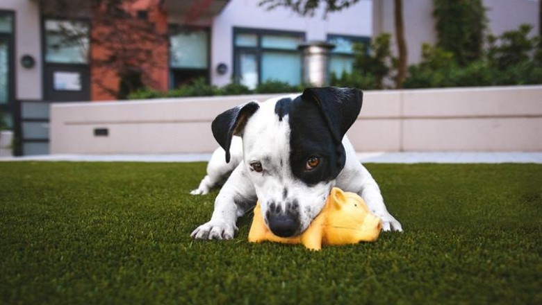 Pet Friendly Apartments