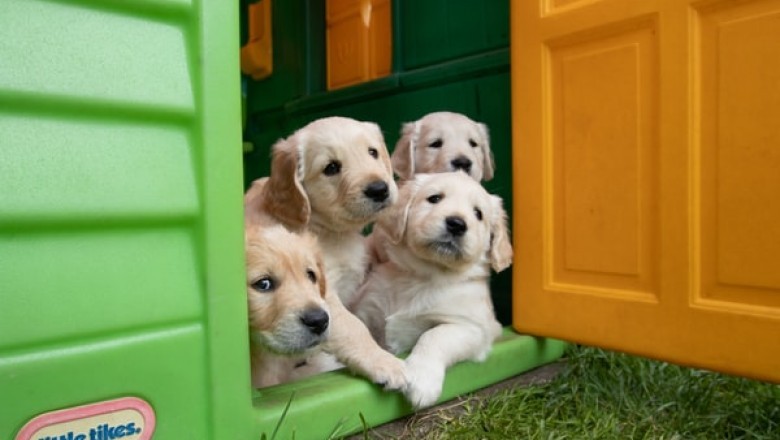 What Supplies Should You Get from the Pet Warehouse for Your Puppy?