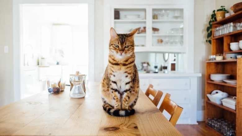 4 Ways A Cat Scratcher Can Harm Your Pet and How To Avoid Them