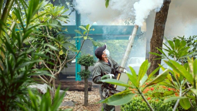 How to Keep Mosquitoes Away from your backyard and Pool