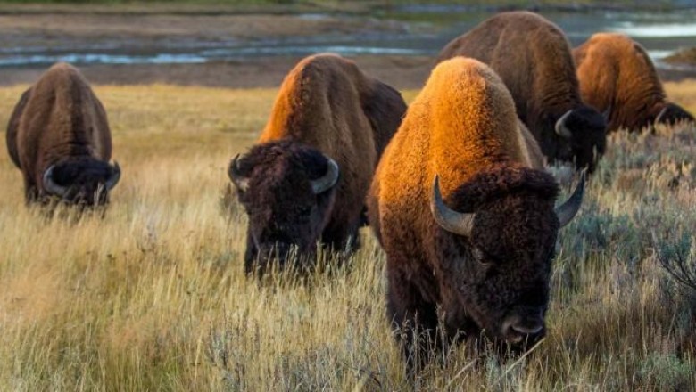 Ten Things You Didn't Know About Bison