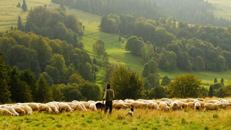 Guide to Raising Sheep - Very simple and Straightforward Tricks to Know Before You Raise Sheep