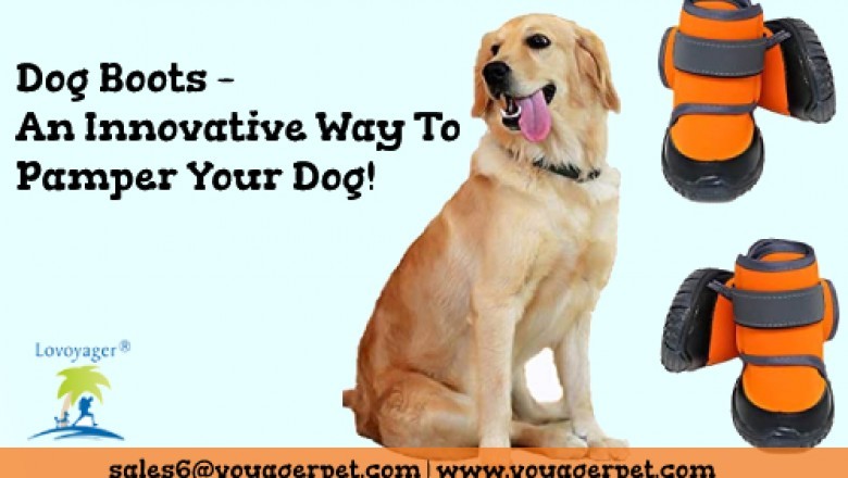 Dog Boots – An Innovative Way To Pamper Your Dog!