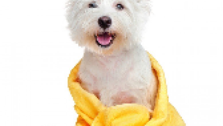 Certified Dog Trainer Program Rochester Hills