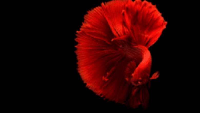 Betta Fish Types