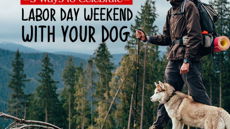 5 Ways to Celebrate Labor Day Weekend with your Dog