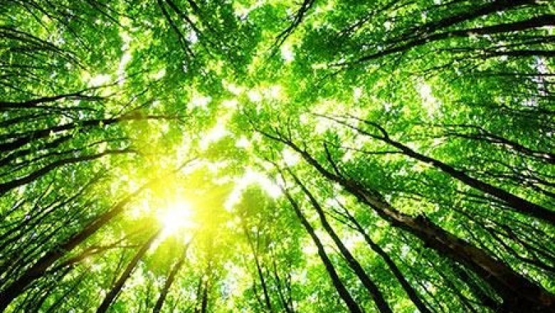 Renewable Methanol Market Outlook And Opportunities In Grooming Regions