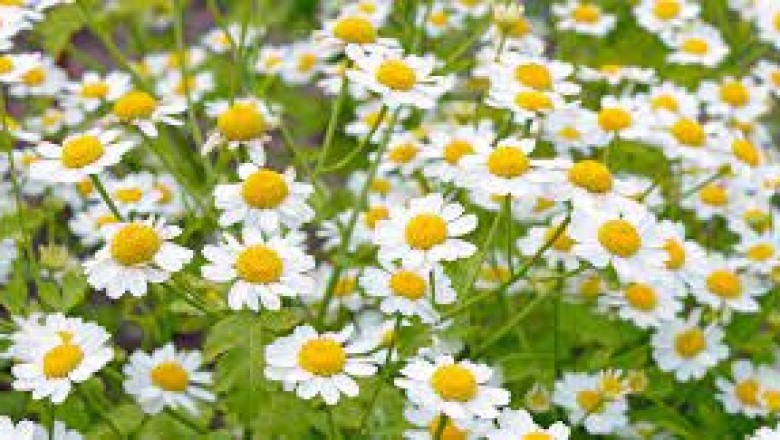 Daisy Extract Market Overview, Growth Opportunities, and Extension Up to 2025