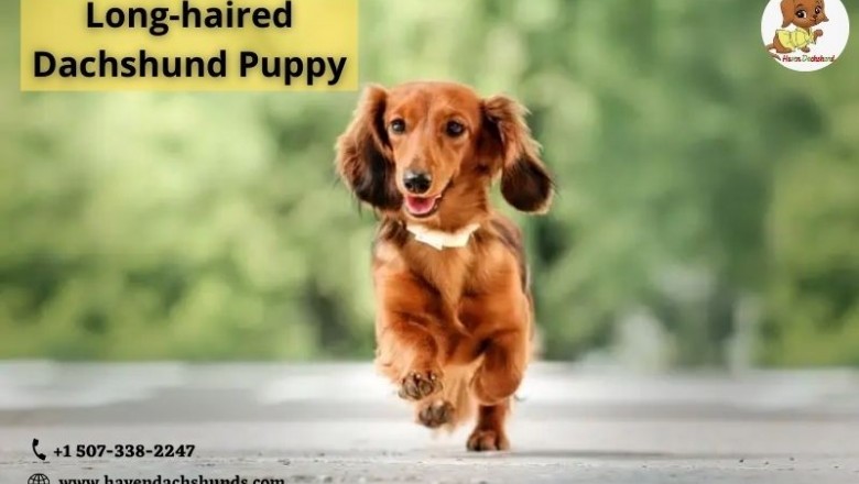 Long-haired Dachshund Puppy