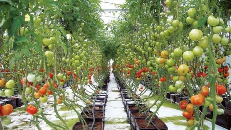 Greenhouse Produce's greater quality and ecologically sustainable products are increasingly in demand.