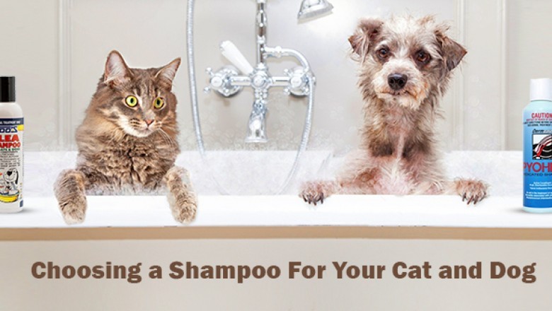 Choosing a Shampoo For Your Cat and Dog