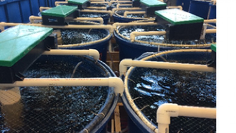Aquaculture Water Treatment Systems and Recirculating Aquaculture Systems (RAS) Market : In-Depth Insights