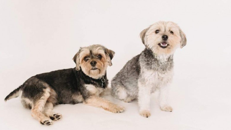 Dog accessories shop | 7 Tips For A Happy And Healthy Pet
