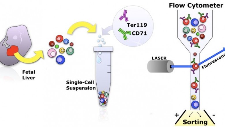 Flow Cytometry Market Future Trends and Opportunities Expected to Reach $7,027 Billion by 2022