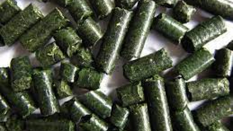 Alfalfa Protein Concentrate Market Overview, Growth Opportunities, and Extension Up to 2029