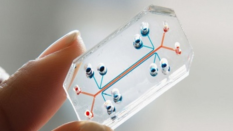 Organ-on-Chip Market to Grow with an Impressive CAGR During the Forecast Period | TechSci Research
