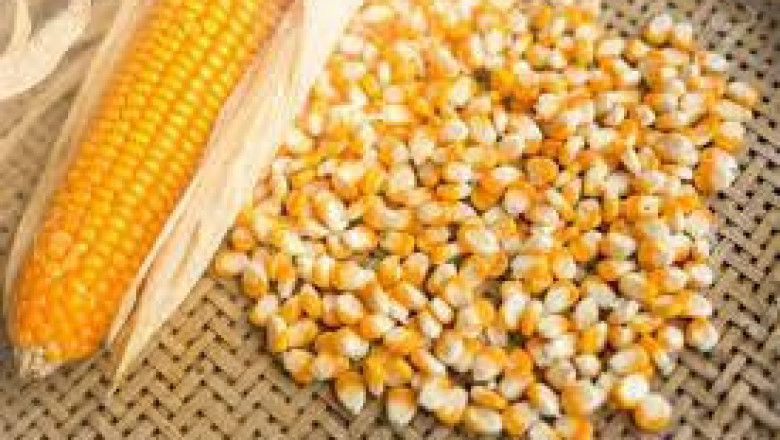Sweet Corn Seeds Market Expansion Projected To Gain An Uptick During 2027
