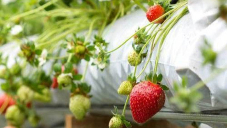 Coco Grow Bags