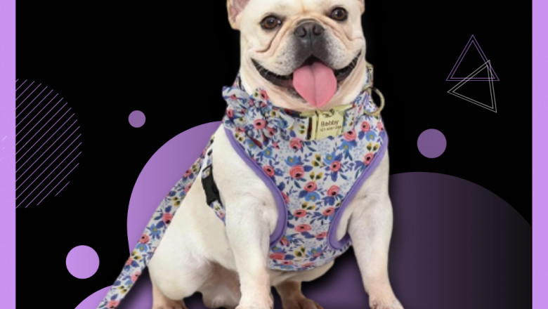 Cuddly Sweet Autumn Roses Dog Harness with Personalized Collar (4pc) | Curlitail