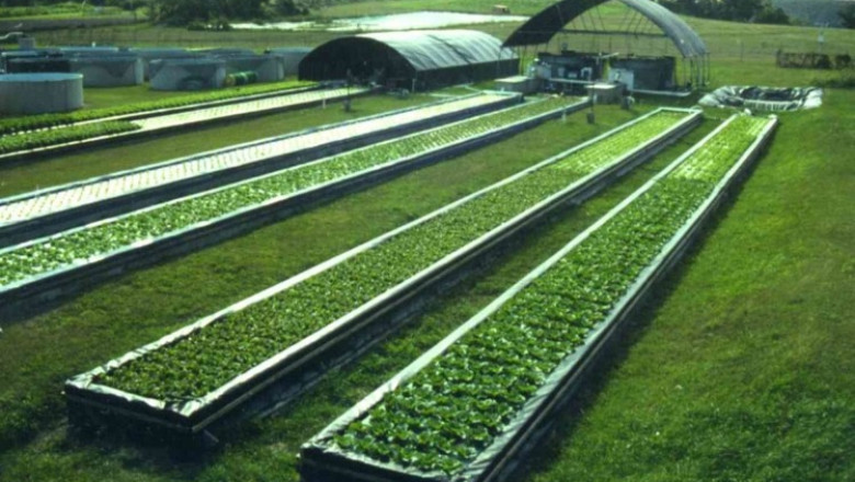 One benefit of Aquaponics is that the plants are placed right next to the pumps