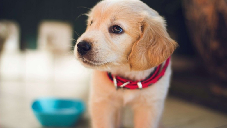 Unlimited Pet Resource