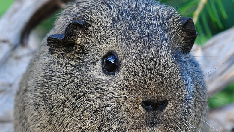 Guinea pig vet specialist Singapore - Birdvet Singapore