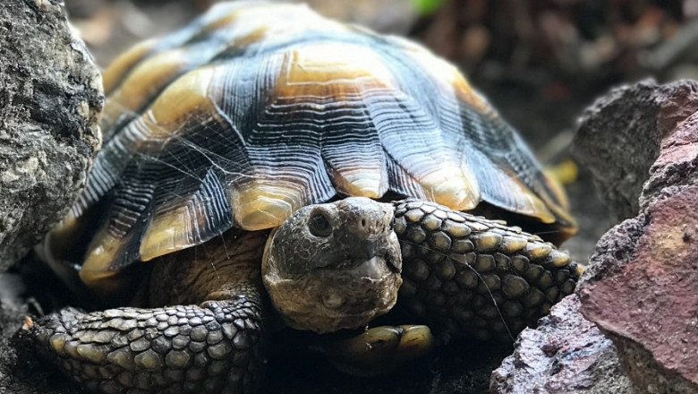 Reptile vet Singapore, Lizard vet Singapore