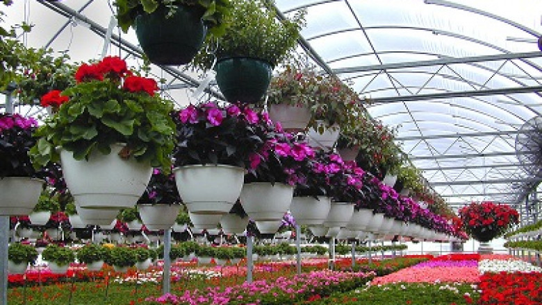Global Floriculture Market Size, Share, Trend Analysis, Growth with Forecast 2026