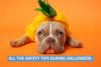 Halloween Pet Safety Tips for Pet Parents