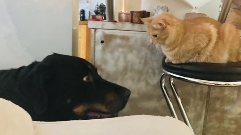Reasons to Purchase Supplies from an Online Pet Store