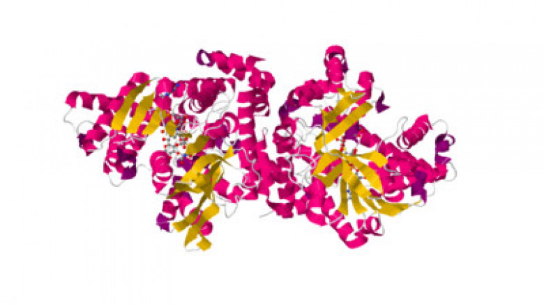 Recombinant enzyme used to treat Pompe disease; Lysosomal Alpha Glucosidase