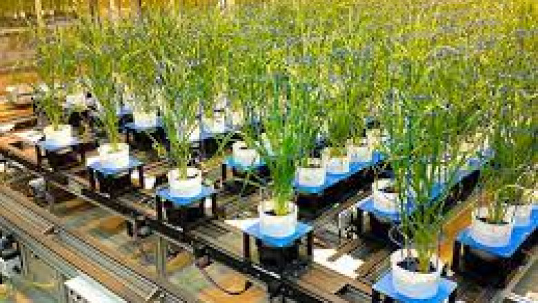 Plant phenotyping is the science of classifying diverse plant characteristics according to their function.