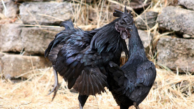 How to Breed Your Ayam Cemani for Better Results?