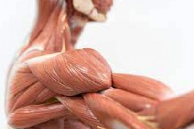 Global Soft Tissue Repair Market Strategies, Manufacturers, Countries, Type and Application, Global Forecast To 2030