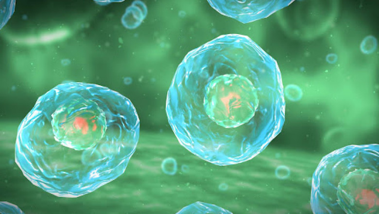 What's Driving Amniotic Products Market Trends? Key Company Profiled In LLC, Stryker